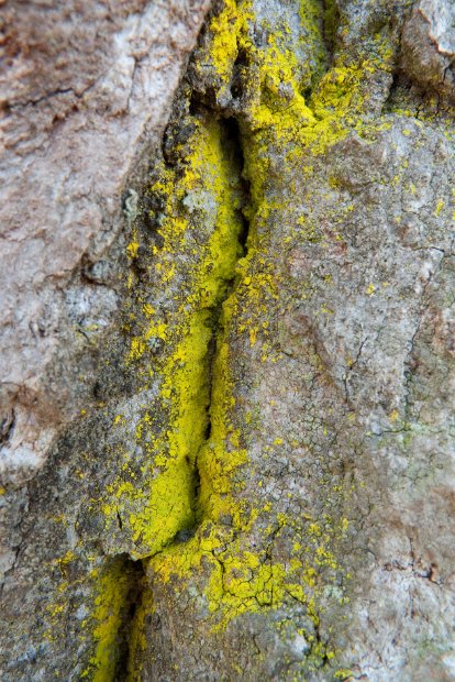Chrysothrix candelaris-1